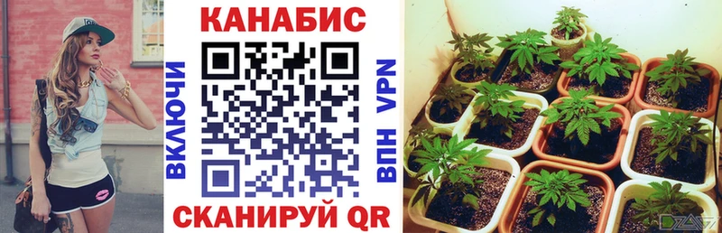 блэк спрут ссылка  Усть-Джегута  Бошки марихуана план 